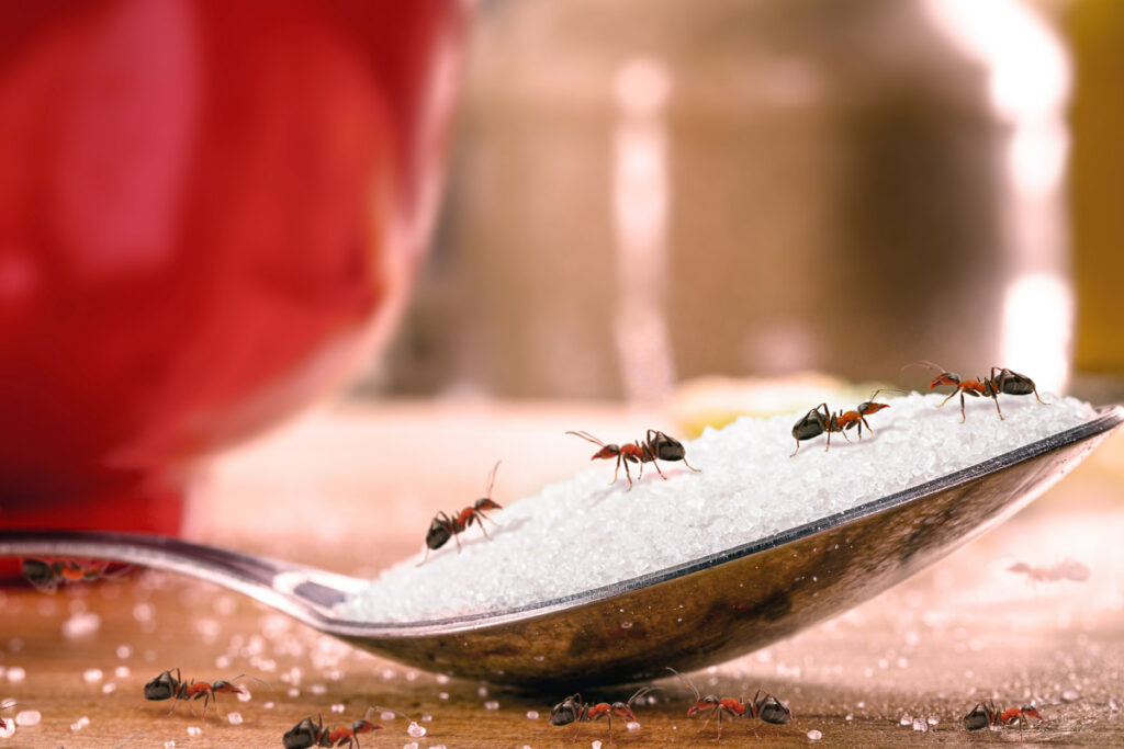 Ants can invade food, storage, and structures. Our ant control service uses targeted gel and spray treatments to stop ant colonies at the source, offering lasting protection in homes, offices, and food-handling areas.