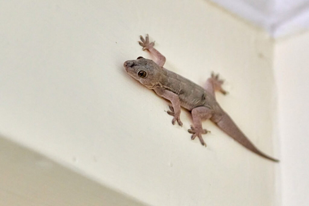 We offer professional lizard and spider control using odourless sprays that are safe indoors.