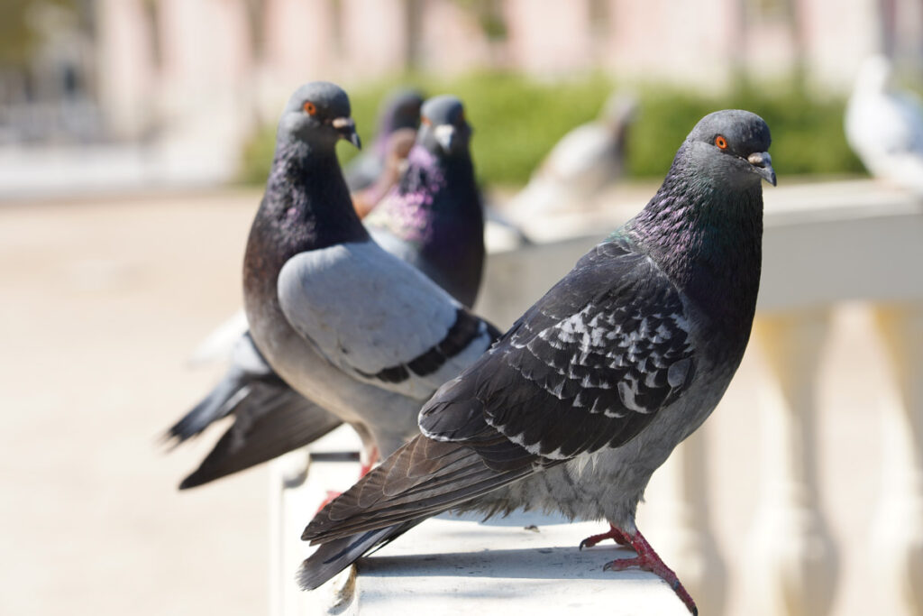 Pigeon droppings can damage buildings and cause health issues.