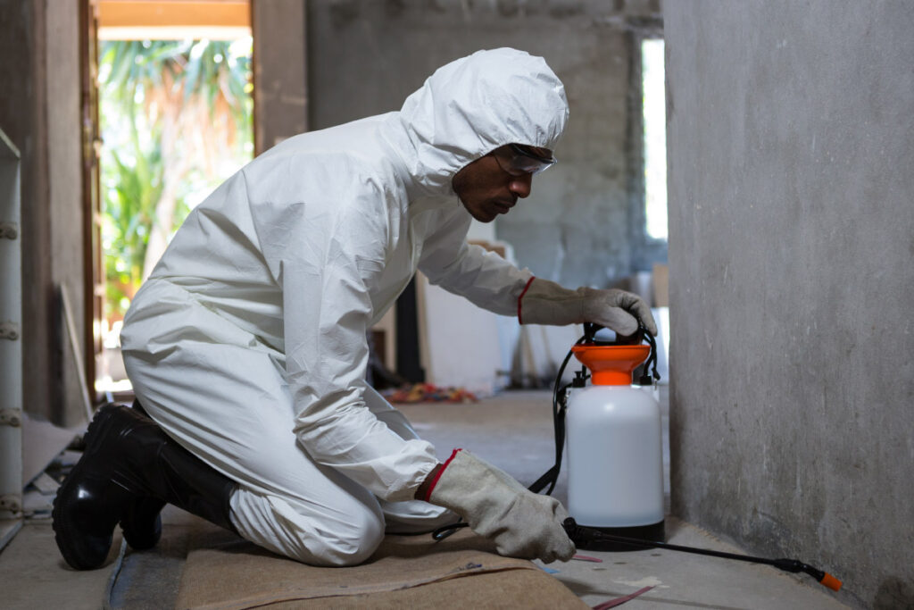 Signs You Have a Termite Problem and How to Handle It
