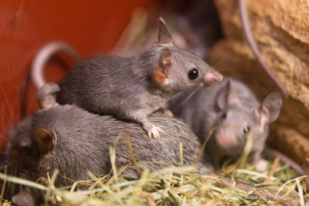 Rats damage property and spread diseases